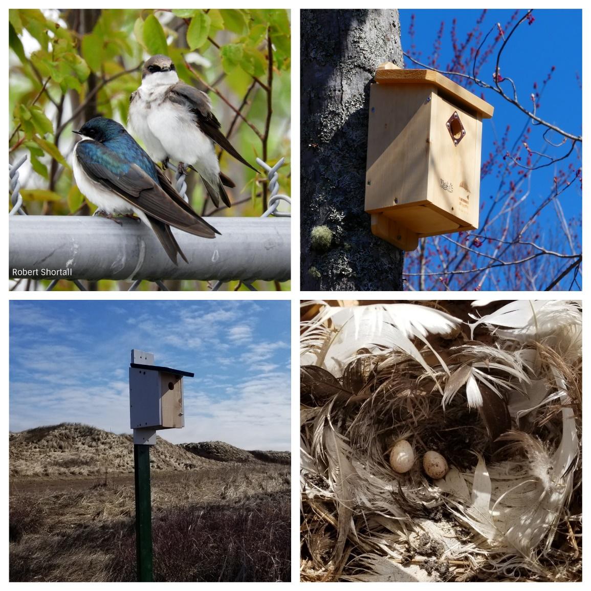 Nichoir à Oiseaux DIY à Suspendre - Pour Hirondelles Et Petits Oiseaux - Déco Extérieure Et Observation Naturelle